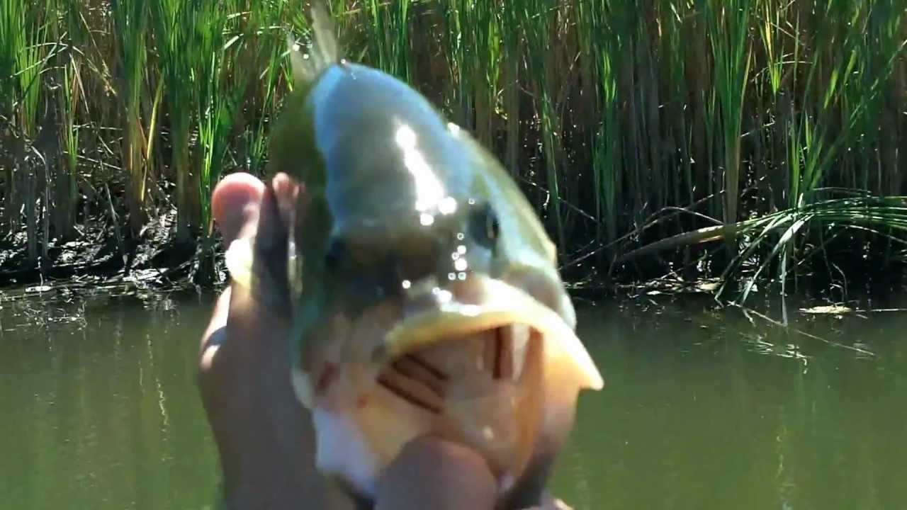Two Big Largemouth Decide to Tangle with Spaz the Mouse Topwater Bass YouTube