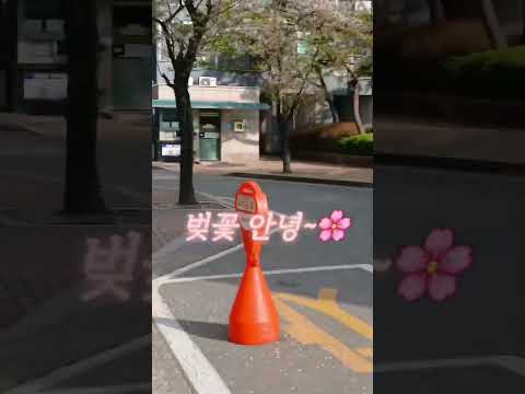🍜🍚🥟🐹 16년생 브이로그 📷🏫🌸