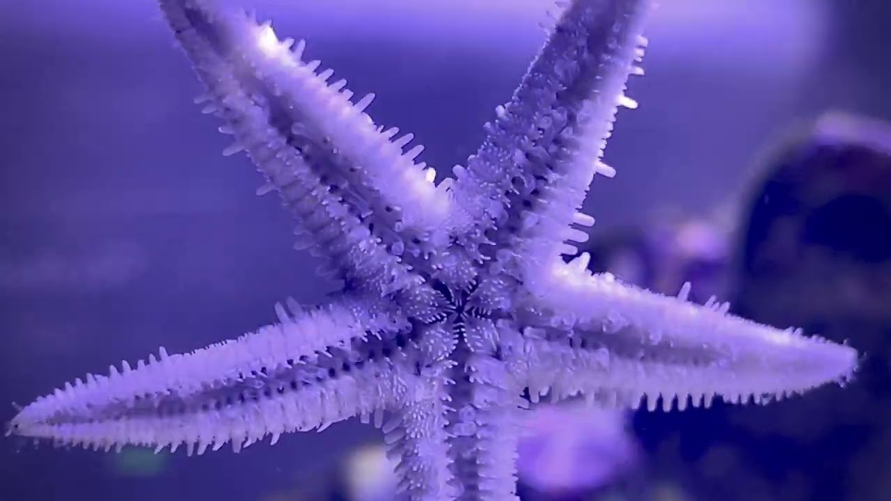 Zoom on the Archaster Starfish