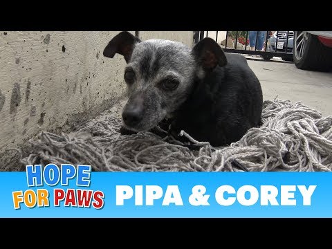 Video: Lūk, kā suņi reaģē, kad viņu īpašnieki iziet no ietves
