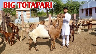 Full Big Size Totapari Goat & Sirohi Kid's Female At Lucky Goat Farm