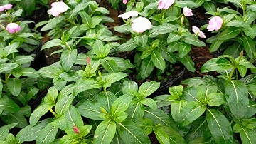 Bán buôn cây hoa dừa cạn Thái