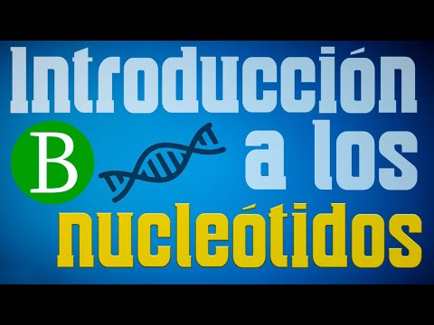 Video: ¿Los nucleótidos son ácidos nucleicos?