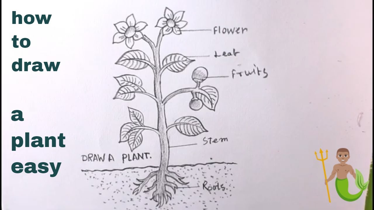 How TO Draw a plantdraw different parts of plantplant drawing easy   YouTube