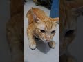Massage for my cat😁 #cat #catlover #kitten #cute #lazycat