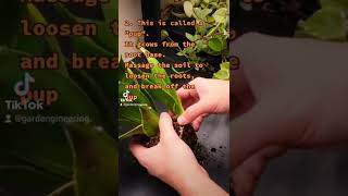 How to propagate/clone snake plants!