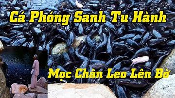 Đàn Cá Trê Khủng Khiếp Phóng Sanh Được Ông Lão Cho Ăn Và Tu Hành Tại Thiền Viện Trúc Lâm An Giang.