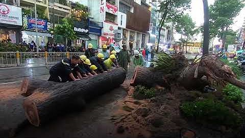 Hiện trường cây xanh đổ đè người tử vong trên đường Nguyễn Tri Phương Quận 10 ngày 24/9