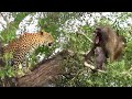 OMG. Baboon Baby Luckily Escaped The Attack Of Leopards Thanks To The Help Of Baboon Mother
