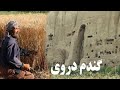 Wheat Harvest Time In Bamyan گندم دروی Village Life Afghanistan 