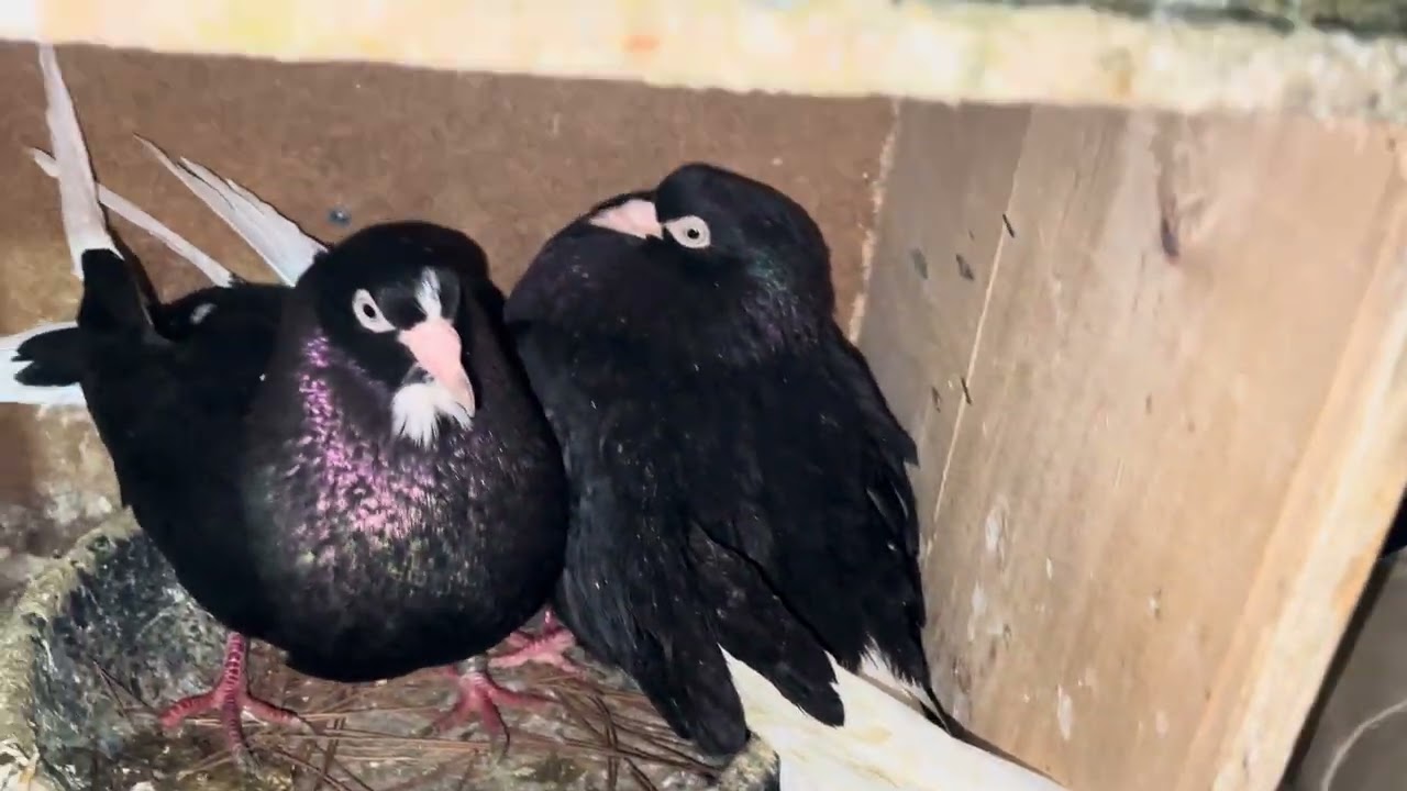 Kümeste ilginç olay kuşlarımızın son durumu 