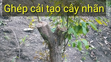 GHÉP CẢI TẠO VƯỜN NHÃN KHÔNG NĂNG XUẤT - NẾU BẠN QUAN TÂM HÃY COMMENT