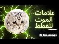 علامات موت القطط علياء يونس 