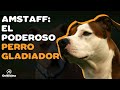 🐶 STAFFORDSHIRE TERRIER AMERICANO: 9 COSAS que debes saber