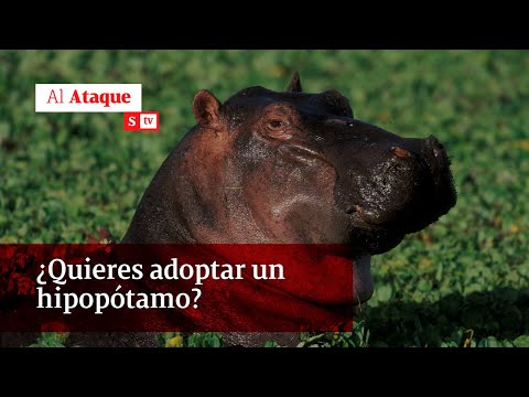 Los hipopótamos de Pablo Escobar crecen sin control ¿Quiere adoptar uno? | Al ataque
