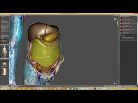 Атлас анатомии человека 3D. АРТЕКСА Виртуальная анатомия