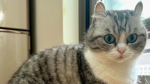 КАК СОЗДАТЬ СКРИПТ ДЛЯ GAMEGUARDIAN НЕ ЗНАЯ LUA | ГЕНЕРАТОР СКРИПТОВ CONFUSION 🌟