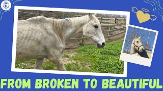 From Broken to Beautiful: The Miraculous Recovery of a Neglected Horse