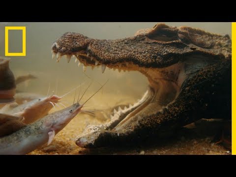 Le poisson-chat, le repas préféré du crocodile nain