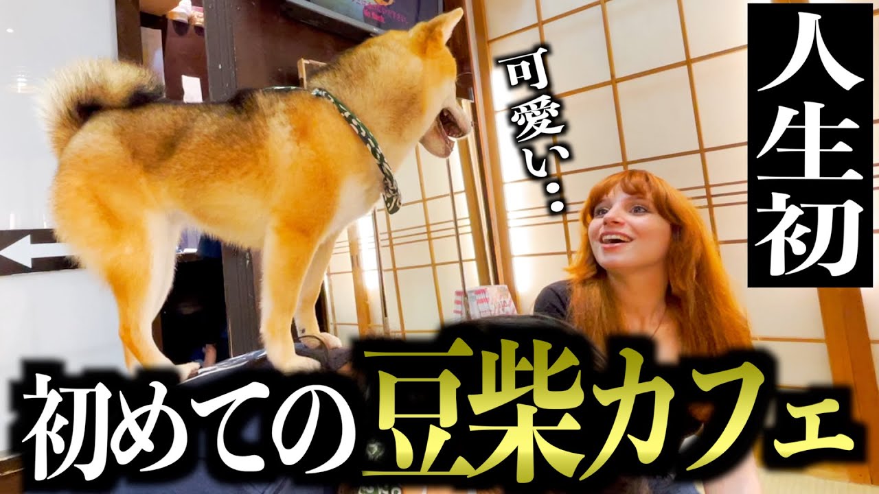 【感動】癒される外国人留学生.. 人生初の豆柴カフェに行ってみた / First-time Mameshiba Cafe 【日英字幕付き】［