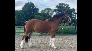 Bodie - Super Welsh Sec C
