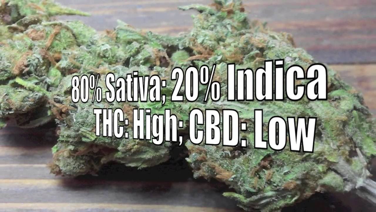 G13 Amnesia Haze Review * Cannabis * Weed * Strain