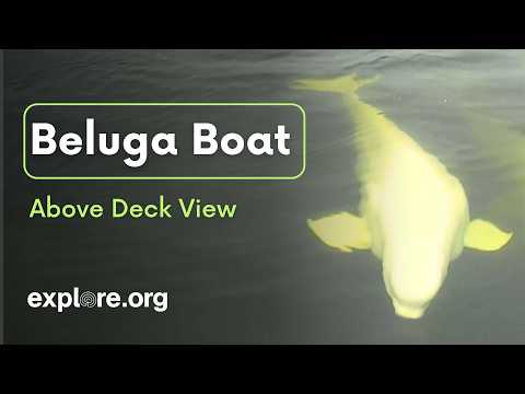 Churchill Beluga Boat live thumbnail