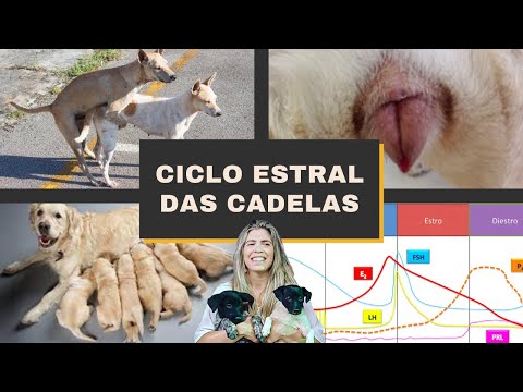 Vídeo: De onde vem o estro?