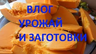 Влог. Урожай и заготовки овощей с огорода.