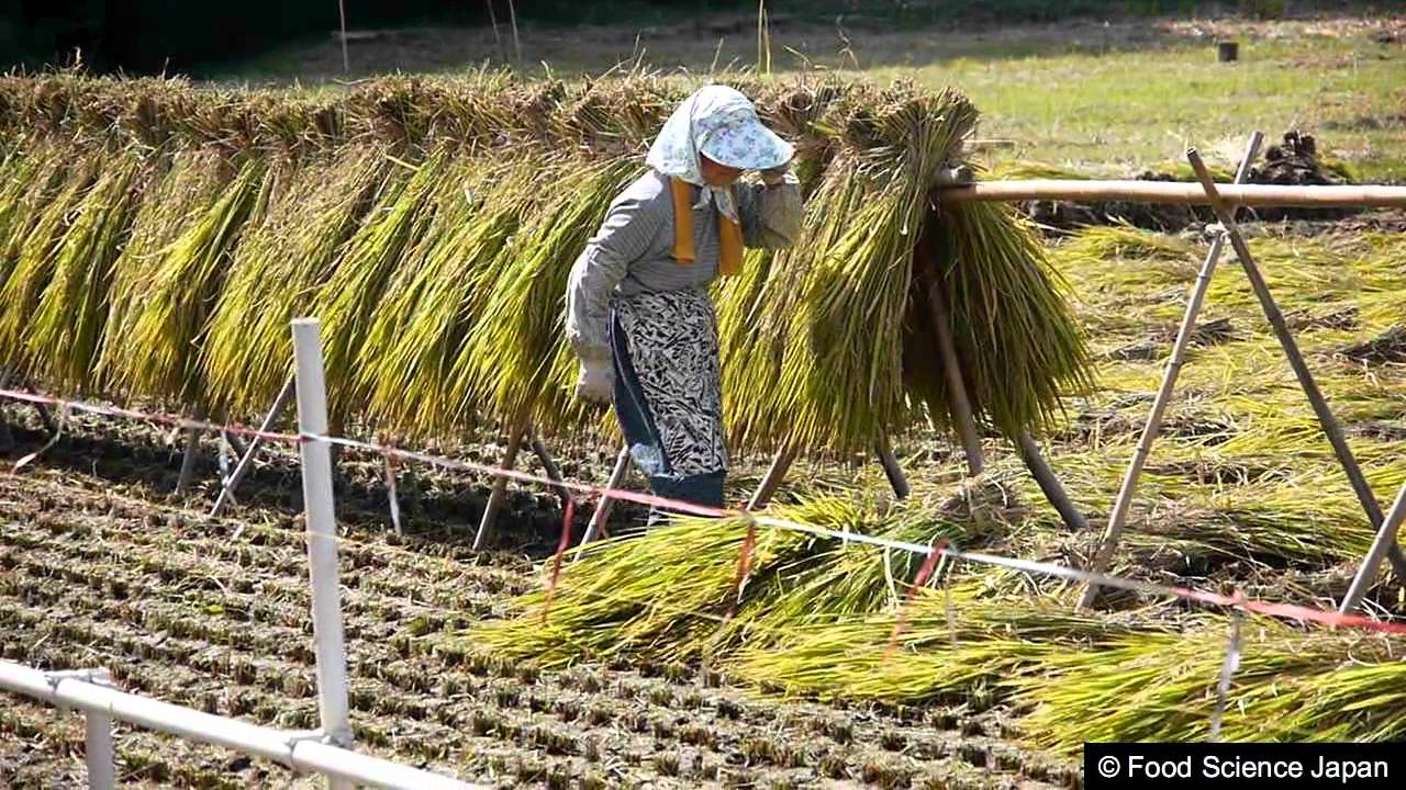 Hanging Rice Out to Dry 2 2010.10.02 YouTube
