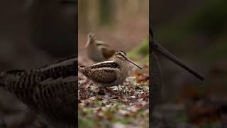 Вальдшнеп танцює  #funnyvideo #birds  #birddance  #youtubeshorts  #wildlife