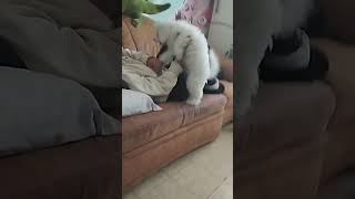 Битва за диван между мамой и Баксом
