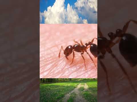 النمل الناري  