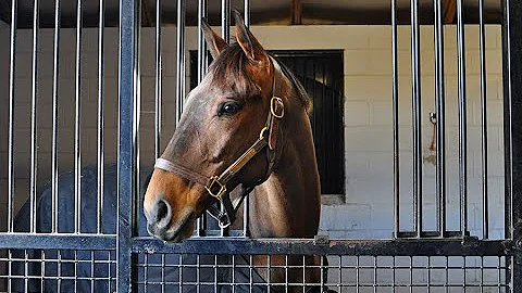 Nano-Q10 Antioxidant for Horses