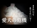 まさかこんな事が起きるとは…悲しみと涙に暮れた日、その時飼い主は… 【マルチーズ子犬】Crisis of pet dog