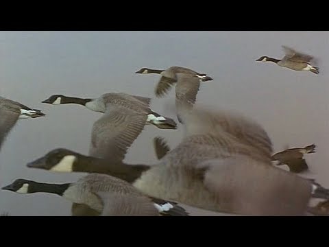 Las Alas de la Naturaleza -01- Primavera y Verano - 2002 - Documental 720p hqdefault