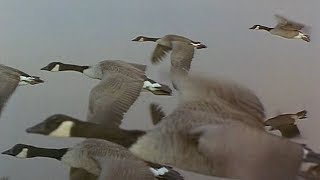 Las Alas de la Naturaleza  01  Primavera y Verano  2002  Documental  720p