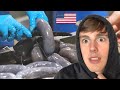 American Learns How BLACK PUDDING is Made