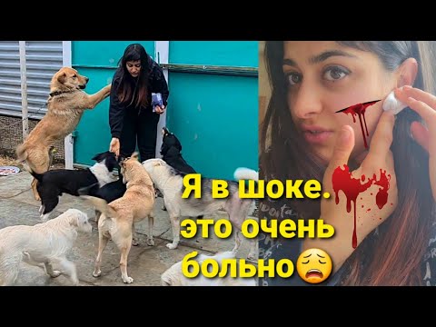 Видео: См. Собака подвергается насилию? Вот что вы можете сделать