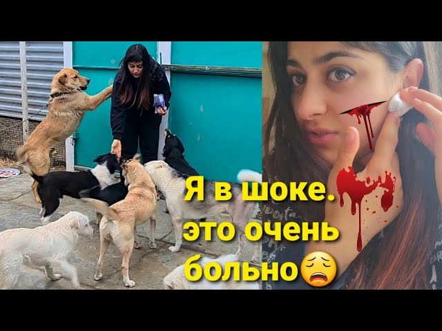 книга настоящих друзей о собаках книга настоящих друзей о собаках