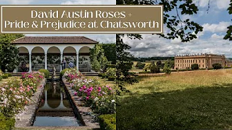 ENGLISH COUNTRY LIFE IN JUNE - David Austin Roses + Pride and Prejudice at Chatsworth House