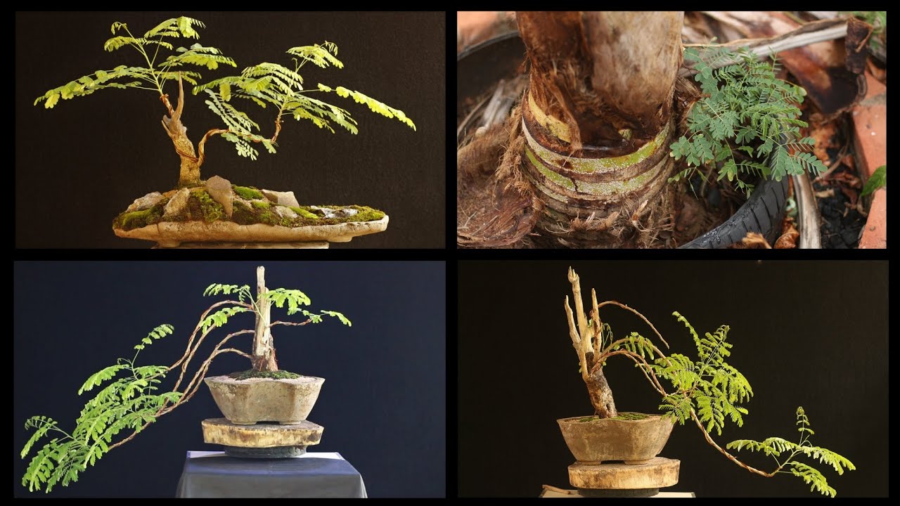 Flamboyant mirim - Bonsai em projeto - dos vasos para o solo (Caesalpinia pulcherrima) vídeo 1