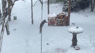 Backyard Birds &amp; Squirrels