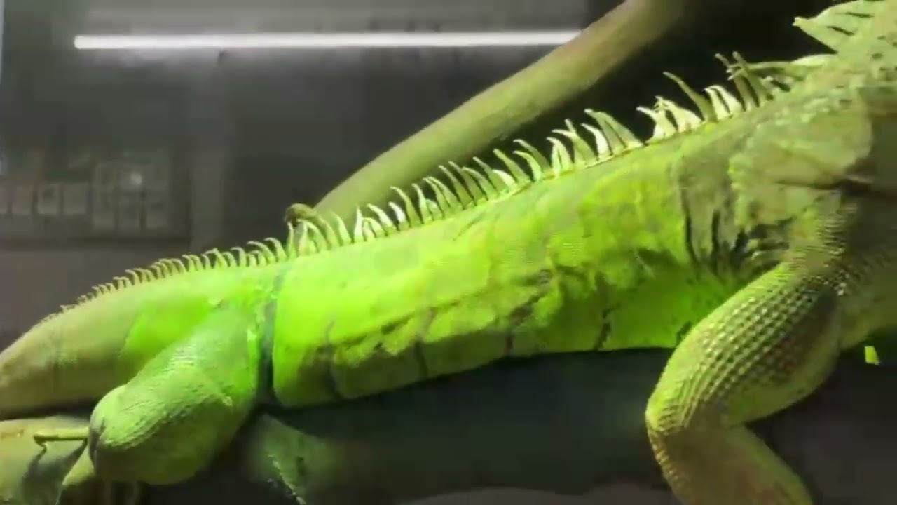 Bujnová SOŠPaSVTrnava 4336M