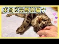 【かけがえのない人生のパートナー】毎晩寝る準備を邪魔しに来る元野良猫