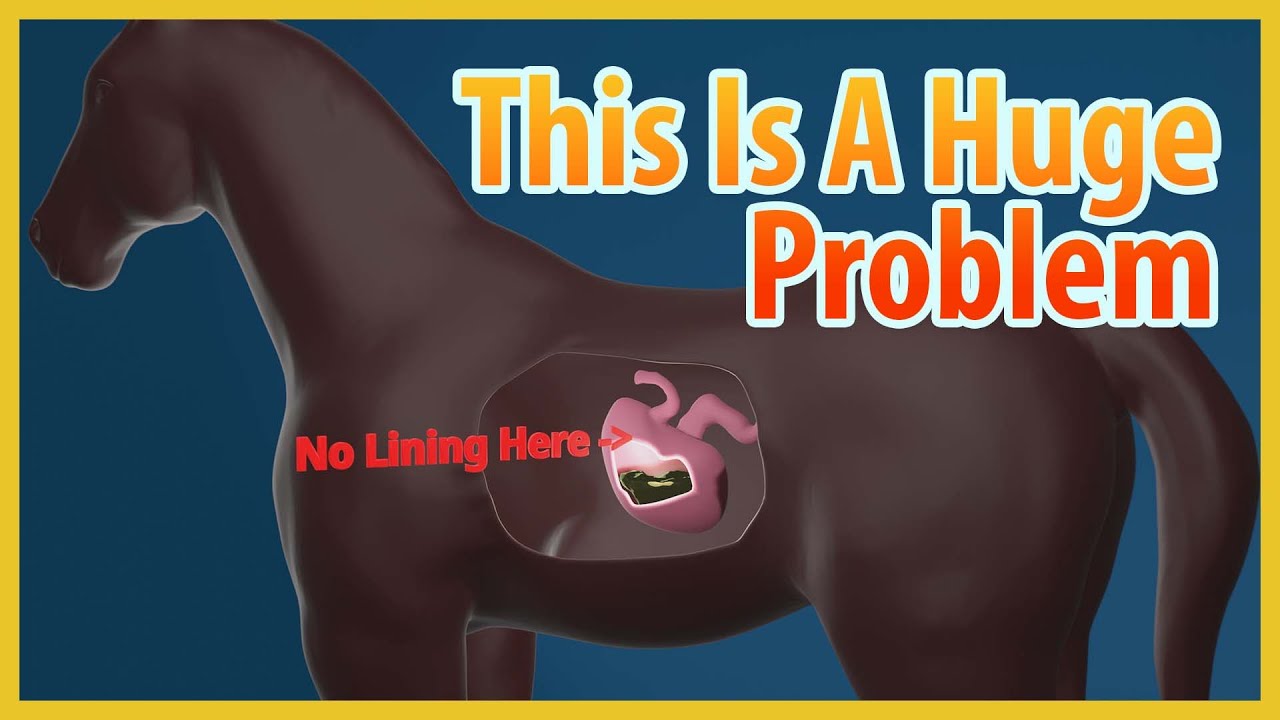 Horses Usually Die Of Colic Due To This Reason YouTube