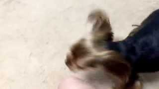 ヒコさん、ビーチボールやっぱりダメ