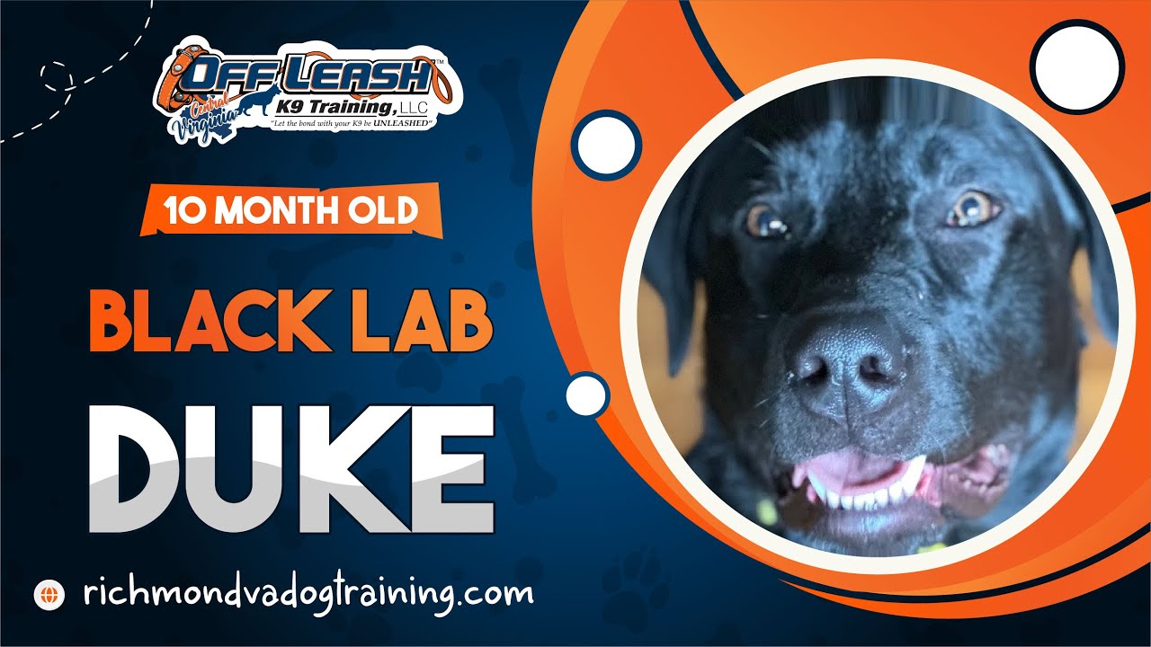 Wingler Lab Duke 10 Month Old Black Lab || Duke || Best Dog Trainers of VA - YouTube