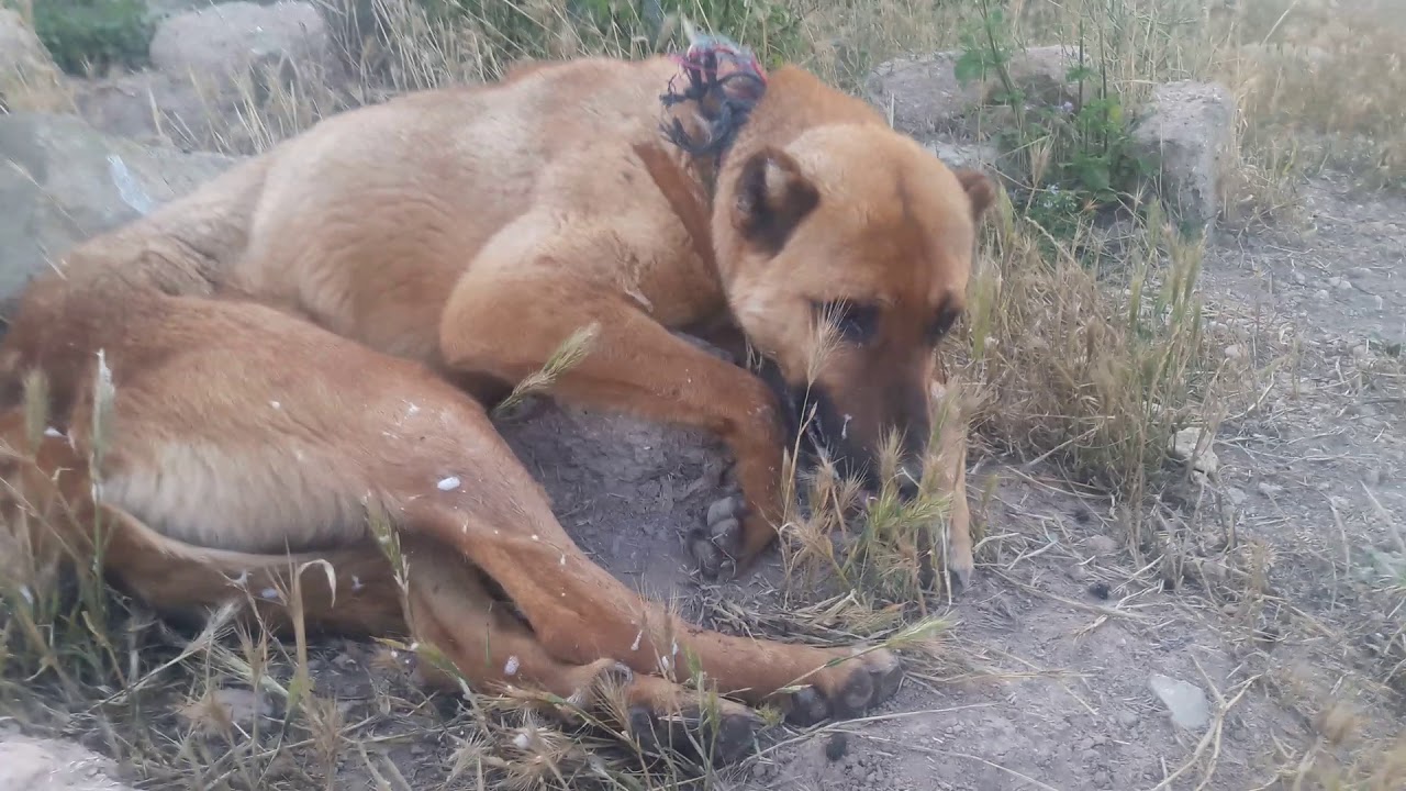 Köpek Zehirlenmesi YouTube