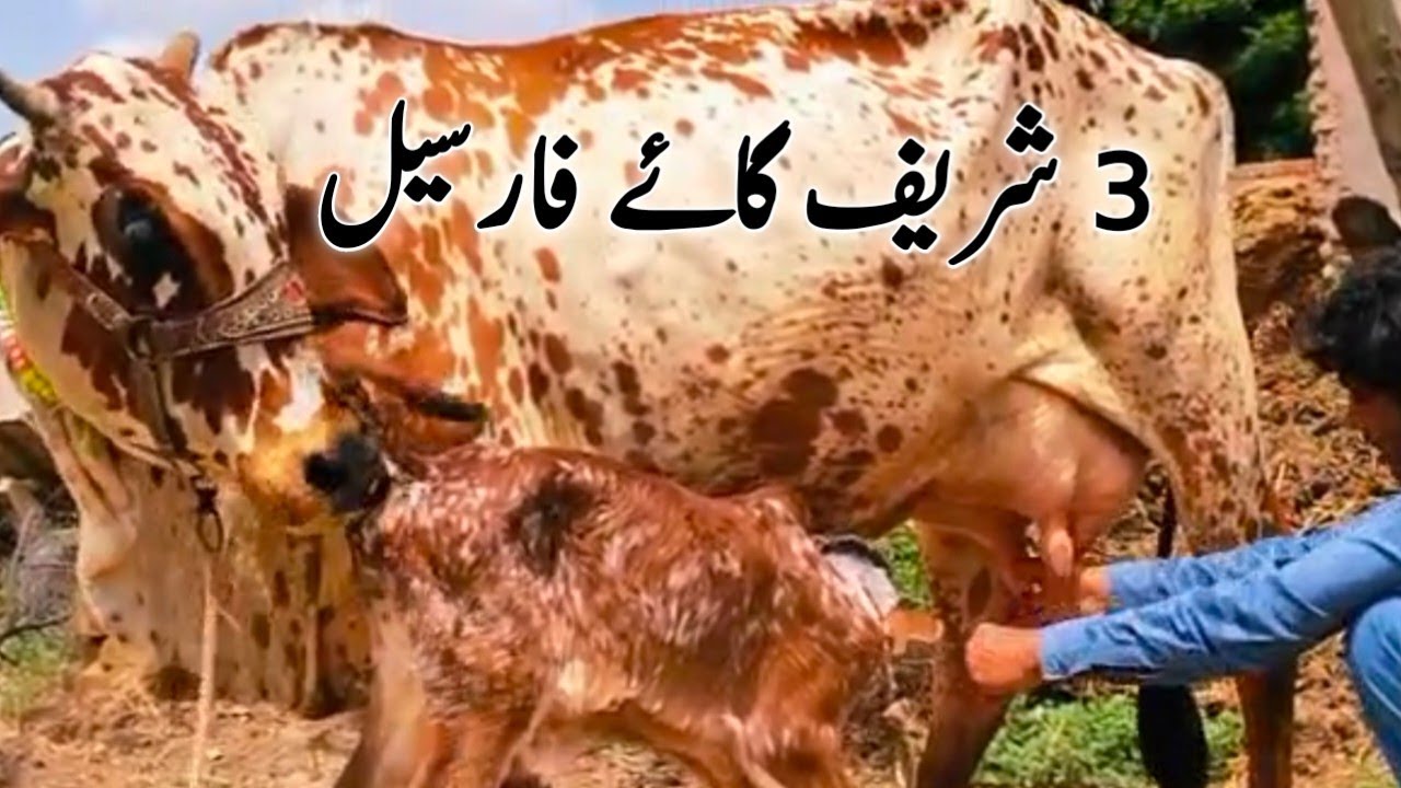 3 aseel cows for sale in pakistan YouTube